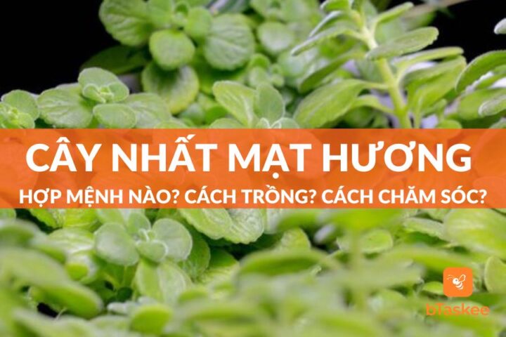 cách trồng và chăm sóc cây nhất mạt hương Toàn Diện Cho Người Mới