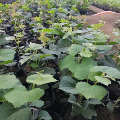 Cây nho lùn giống đã được trồng trong chậu, sẵn sàng cho việc chăm sóc và phát triển