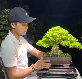 Cây Nhót Bonsai mini có quả chín đỏ rực, thích hợp trang trí nhà cửa