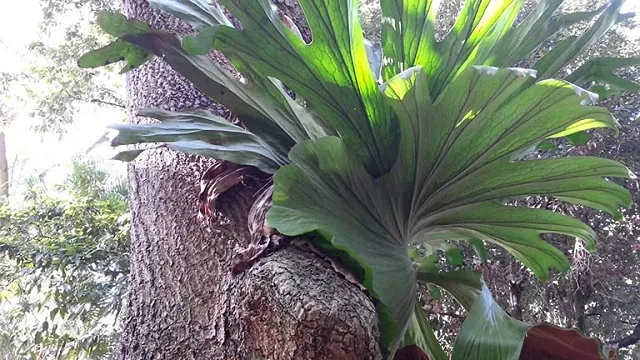 Cây ổ rồng được nhân giống bằng bào tử trên giá thể