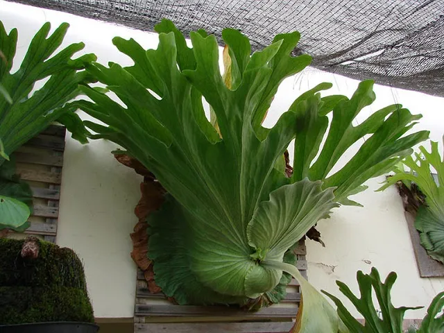 Cây Ổ Rồng Hợp Với Người Mệnh Hỏa Và Mệnh Thủy