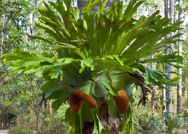 Cây Ổ Rồng Sinh Trưởng Tự Nhiên Bám Chặt Trên Thân Cây Gỗ Lớn