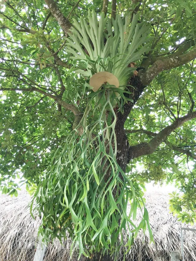 Cây Ổ Rồng To Lớn Treo Trên Giá Gỗ