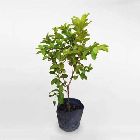 Cách Chăm Sóc Cây Ổi Lê Giòn Ngọt Đạt Chuẩn Năng Suất Cao