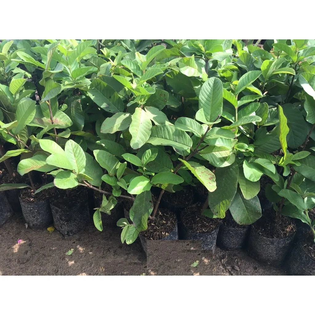 Cây ổi nữ hoàng giống chất lượng