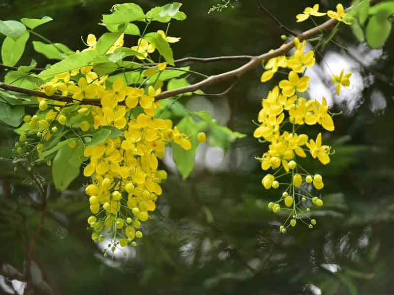 Hướng Dẫn Chi Tiết Cách Trồng Cây Vông Nem Đúng Kỹ Thuật