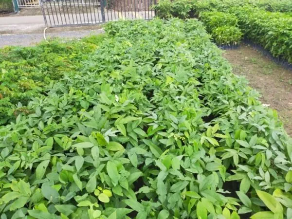 Cây osaka vàng giống tại vườn ươm