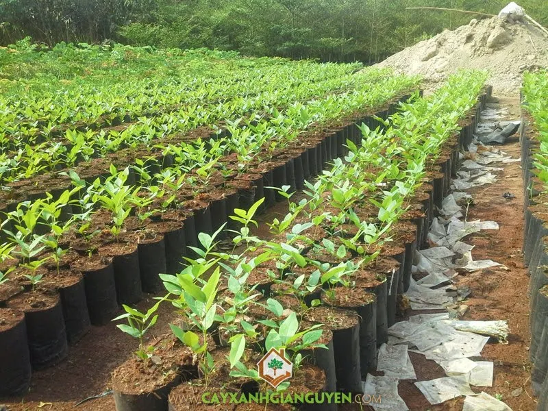 Cây Osaka Vàng trưởng thành rực rỡ hoa vàng, minh họa cách trồng cây osaka vàng thành công trong cảnh quan