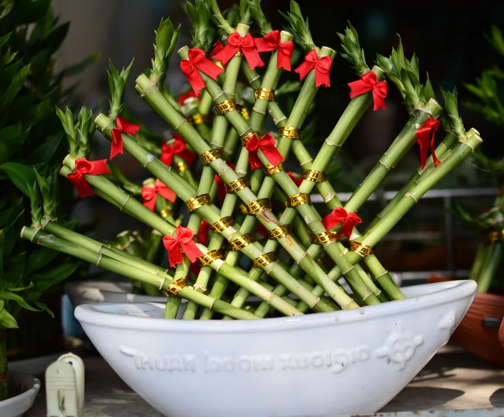 Cây Phất Dụ (Phát Lộc) thường được trồng thủy sinh, là lựa chọn lý tưởng cho người tuổi Quý Hợi 1983