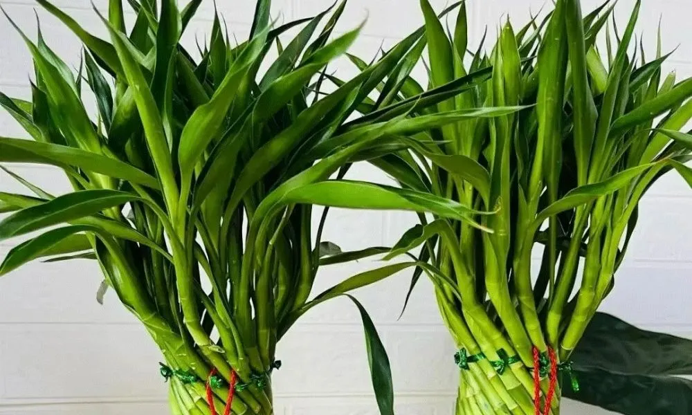 Cây phát lộc được tạo dáng tháp đẹp mắt, tượng trưng cho tài lộc và may mắn, cách chăm sóc cây phát lộc phong thủy