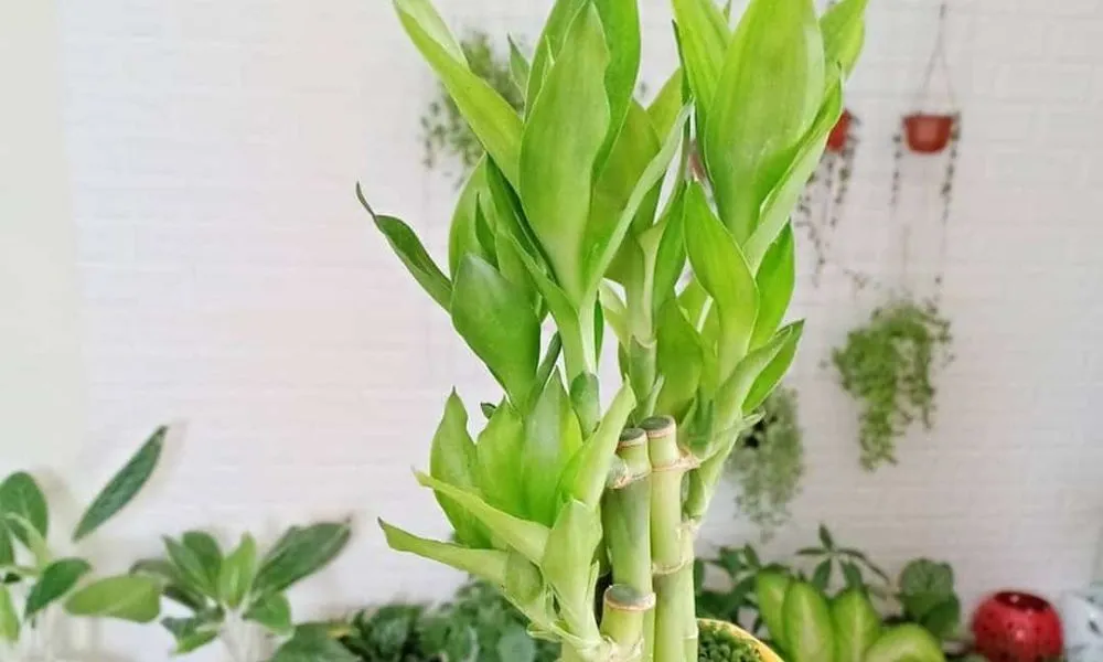 Cây phát lộc ra hoa có ý nghĩa gì? 