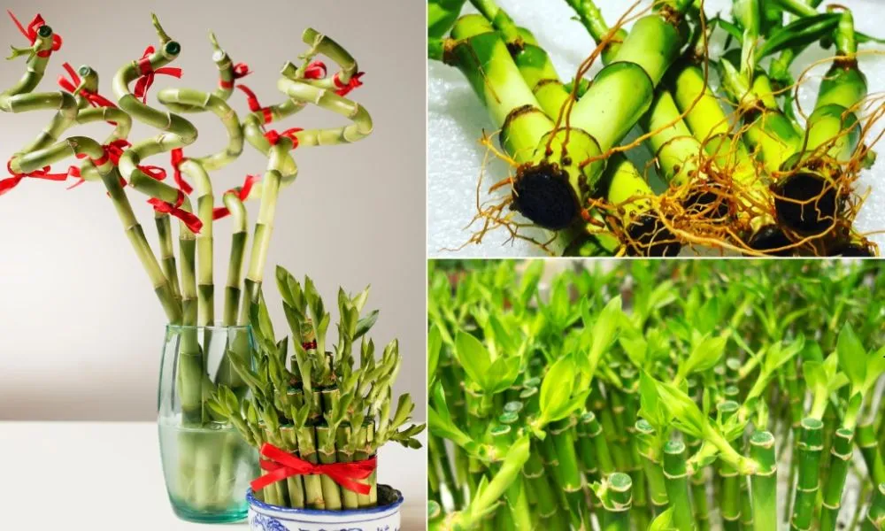 Cây phát lộc trồng theo phương pháp thủy canh trong bình thủy tinh, cần lưu ý về nước khi chăm sóc cây phát lộc