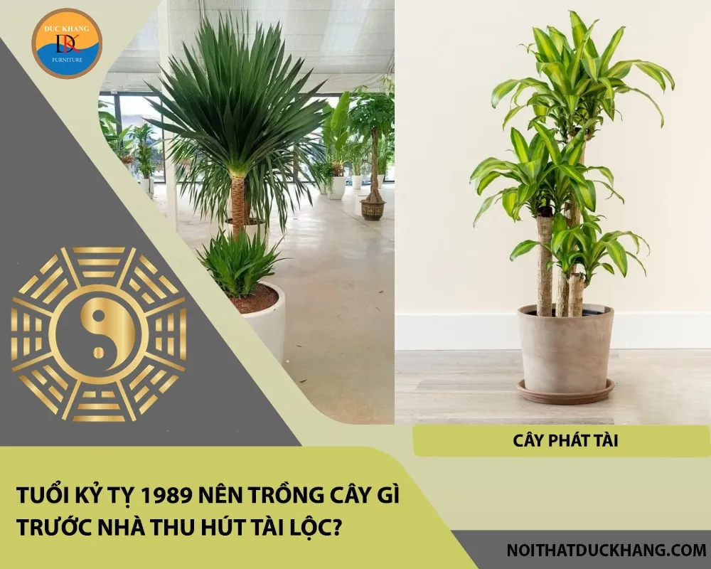 Cây Phát Tài biểu tượng của sự may mắn và thịnh vượng cho Kỷ Tỵ 1989