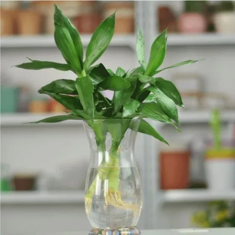 Cây Phát Tài Búp Sen thủy sinh với bộ rễ trắng muốt nổi bật trong bình thủy tinh trong suốt