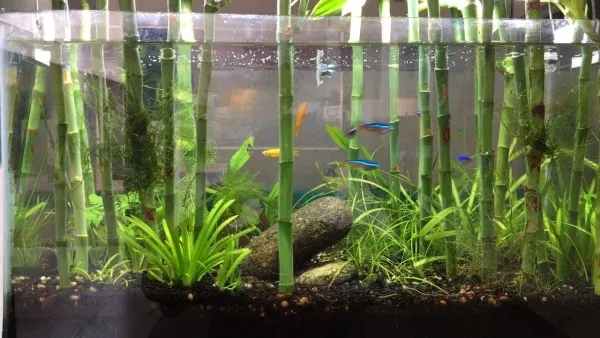 Cây Phát Tài Búp Sen trồng thủy sinh được trang trí với sỏi, đá cuội và nơ đỏ, tăng tính thẩm mỹ