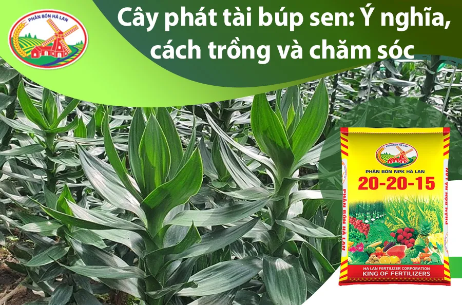 Cây phát tài búp sen trưng bày trong nhà thể hiện tài lộc và cách chăm sóc đúng kỹ thuật