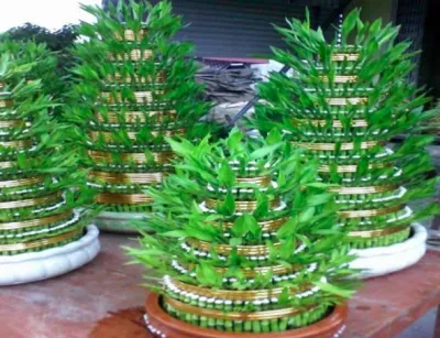 Cây Phát Tài dạng tháp được tạo hình nghệ thuật và cố định bằng ống nhựa