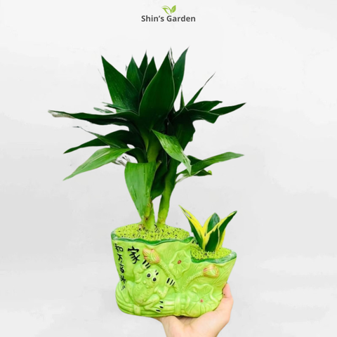 Cách Chăm Cây Kim Phát Tài Từ A Đến Z: Kỹ Thuật Chuyên Sâu Của Chuyên Gia