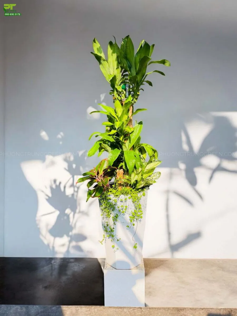 Cây phát tài khúc phối Vạn lộc, Ngọc ngân, Đôla