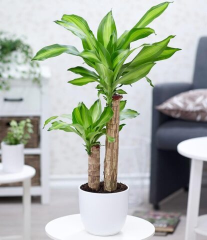 Cách Chăm Sóc Cây Phát Tài Khúc Đơn Giản Cho Người Mới Bắt Đầu