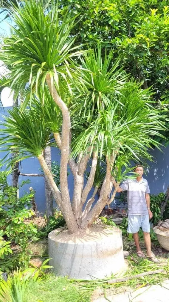 Cây Phát Tài Núi được trồng trong chậu sứ trắng đẹp mắt và sang trọng