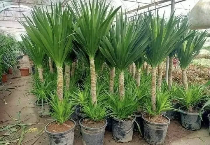 Cây Phát Tài Núi với cụm lá xanh thẫm, phát triển khỏe mạnh trong môi trường ánh sáng phù hợp