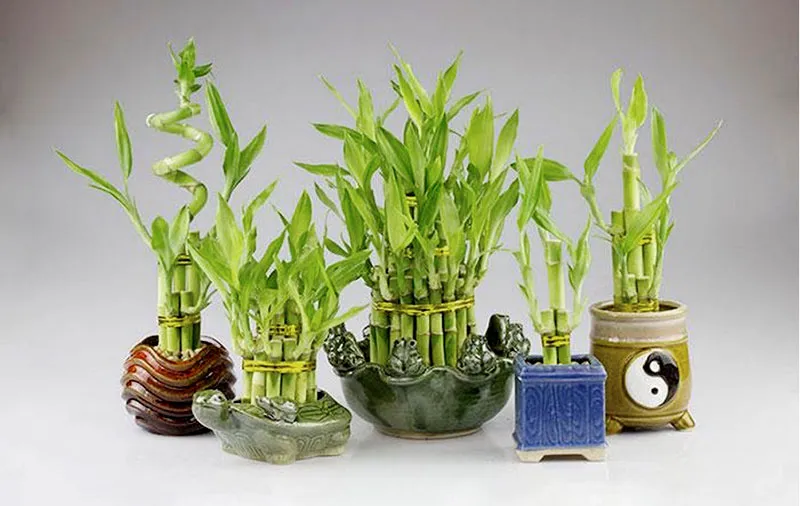 Cây Phát Tài Phát Lộc thủy sinh hợp người mệnh Thủy