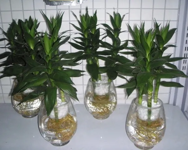 Cây phát tài thủy sinh đang được trồng trong bình thủy tinh có sỏi trang trí
