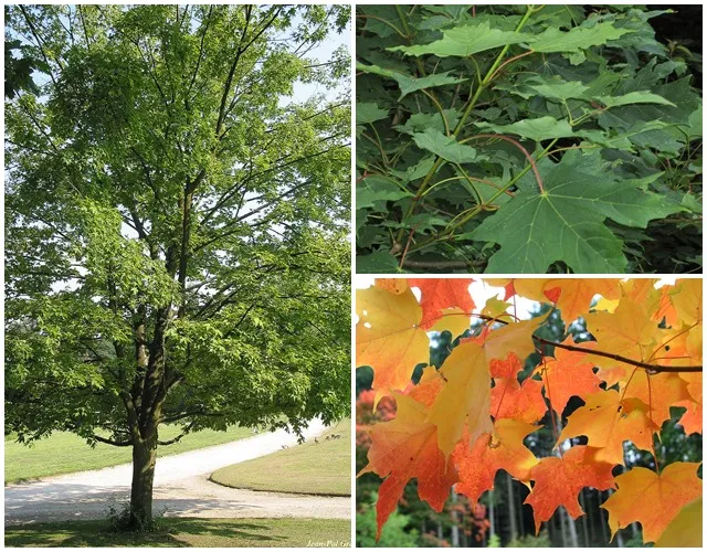 Cây phong đường được sử dụng để lấy nhựa làm xi-rô, cần chế độ bón phân cân đối