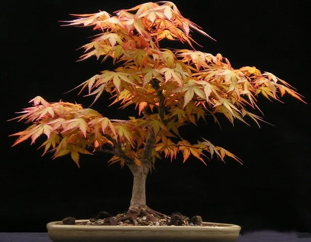 Cây phong lá đỏ Nhật Bản được tạo dáng bonsai đòi hỏi kỹ thuật chăm sóc đặc biệt về đất và nước