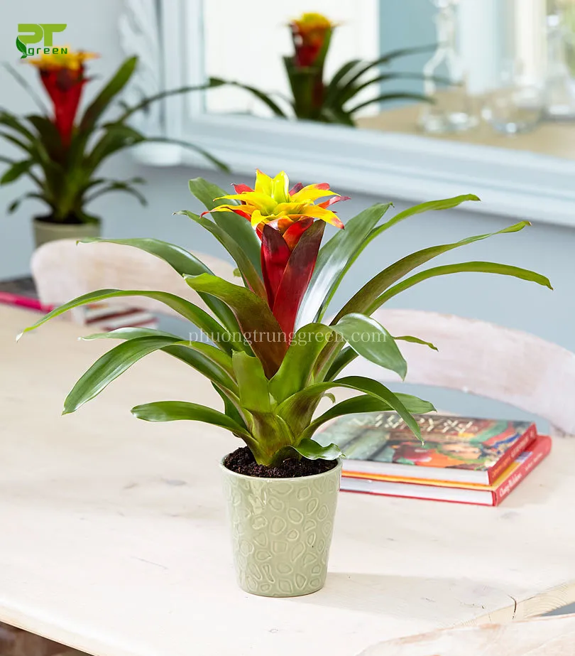 Cây Phong lộc hoa đặt trên bàn làm việc trong văn phòng