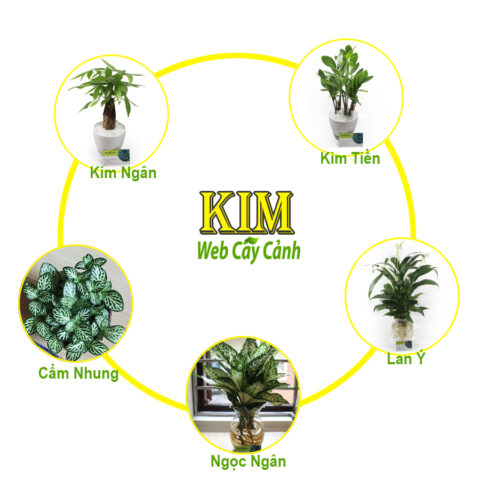 người Mệnh Kim Nên Trồng Cây Gì Thu Hút Tài Lộc Vượng Khí