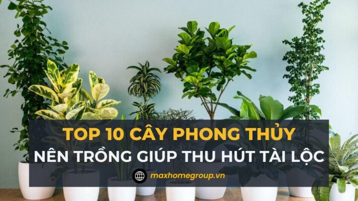 Cây Phong Thuỷ Nên Trồng Trước Nhà Hút Tài Lộc Vượng Khí