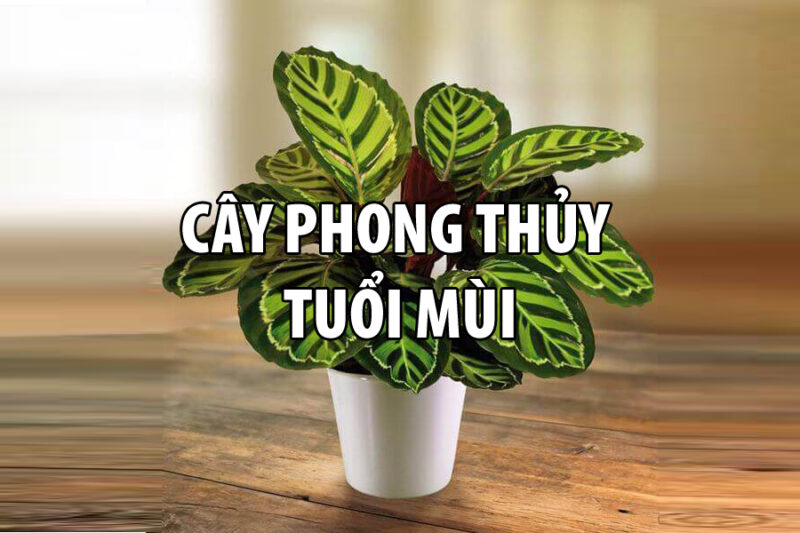 Tuổi Mùi Nên Trồng Cây Gì Trong Nhà Để Thu Hút Tài Lộc Toàn Diện