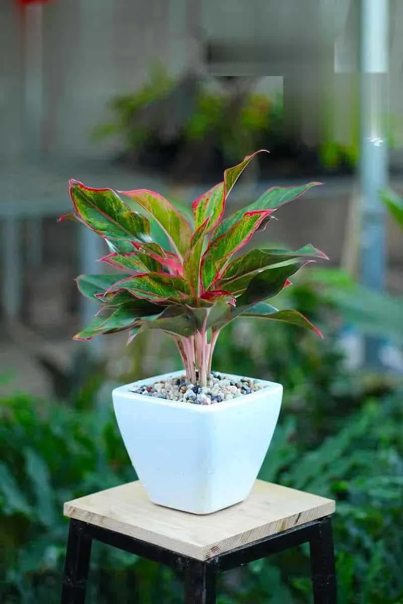 Cây Phú Quý có lá to, mép lá màu xanh, trung tâm lá màu đỏ hoặc hồng
