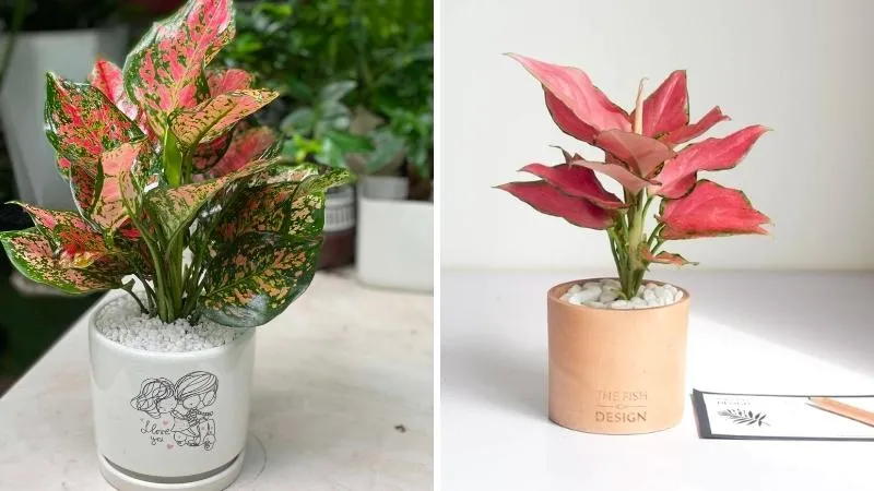 Cây Phú Quý nên trồng trong nhà giúp người mệnh Hỏa cân bằng năng lượng, thăng tiến sự nghiệp