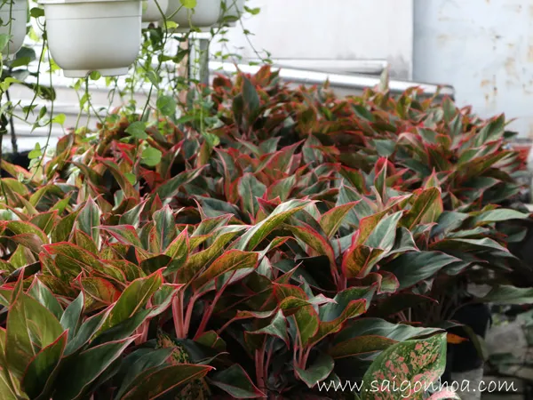 Cây Phú Quý trồng trong nước phát triển khỏe mạnh, là cách chăm sóc cây trồng trong nước hiệu quả