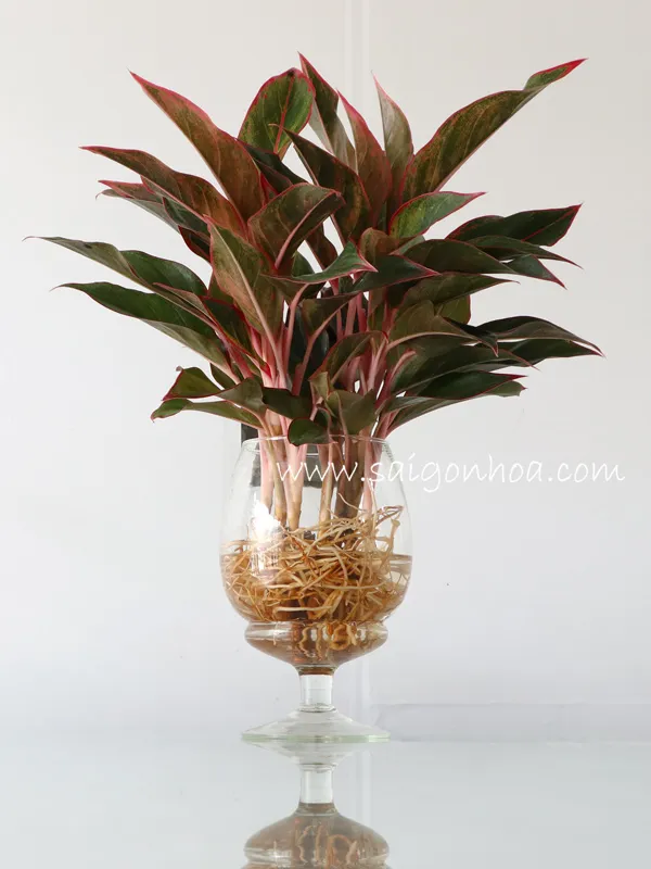 Cây Phú Quý trồng trong nước với bộ rễ trắng khỏe