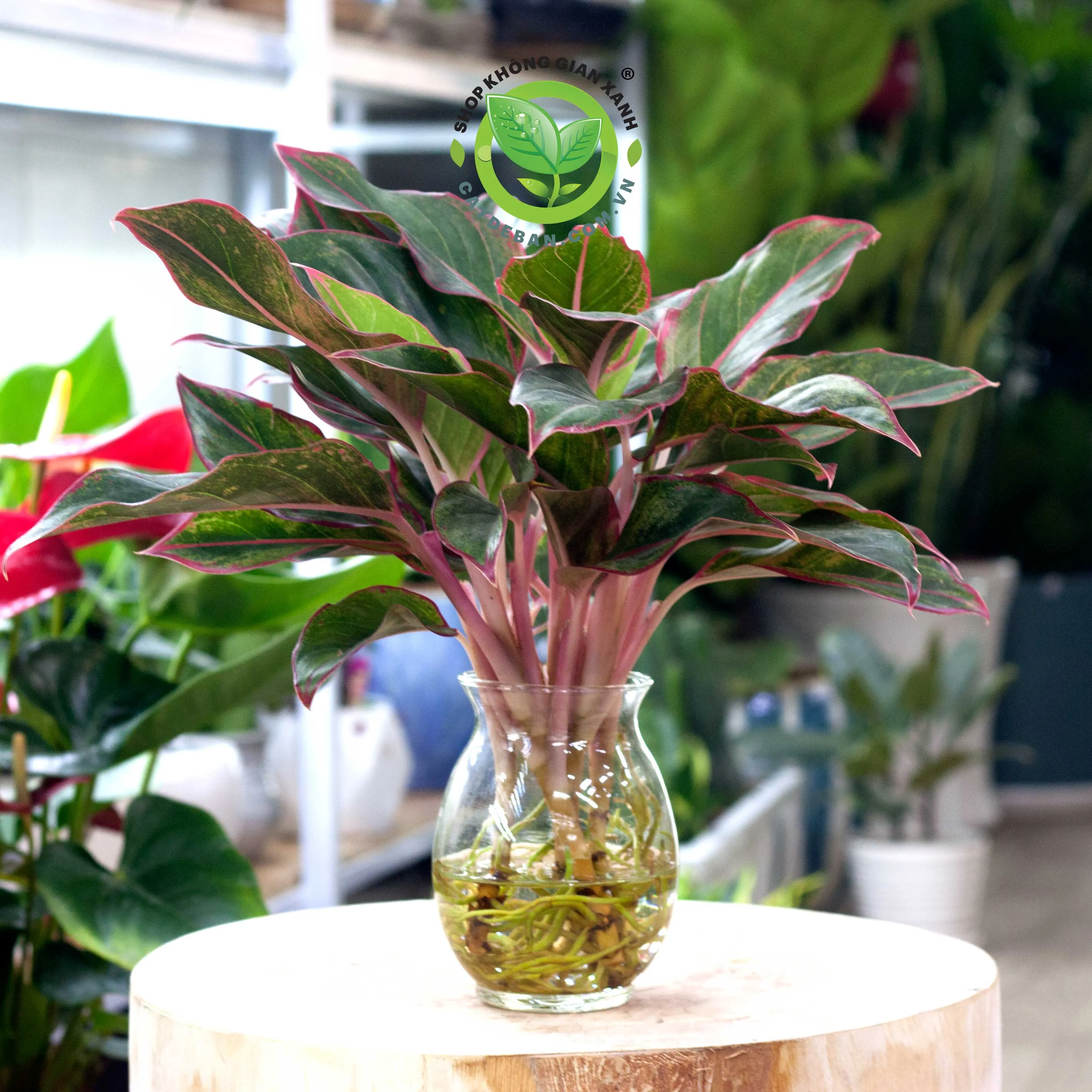 Cây Phú Quý với màu đỏ hồng rực rỡ, một loại cây cảnh thủy canh được ưa chuộng