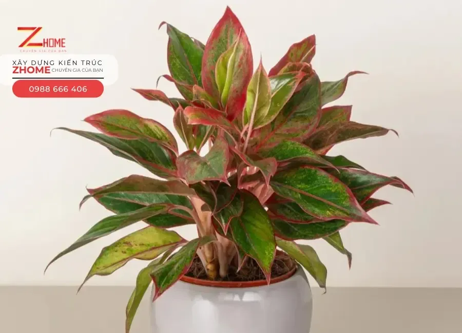 Cây Phú Quý với viền lá đỏ hồng, thu hút may mắn và tiền tài cho gia chủ