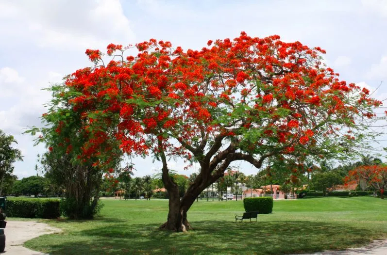 Cây phượng mang lại phong thủy tốt
