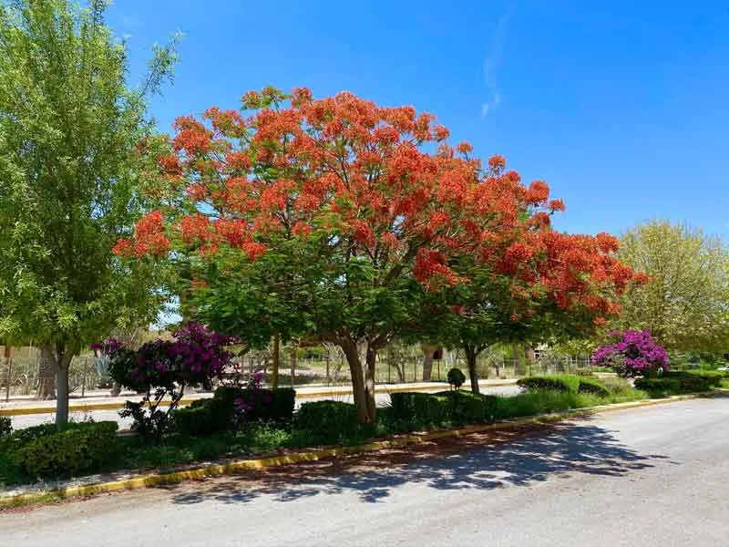 Cây Phượng Vĩ: Cây Bóng Mát Truyền Thống Với Sắc Hoa Rực Rỡ