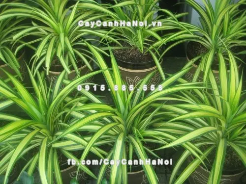 Cây Quất cảnh là biểu tượng của sự sinh sôi, thịnh vượng rất được ưa chuộng trong dịp Tết