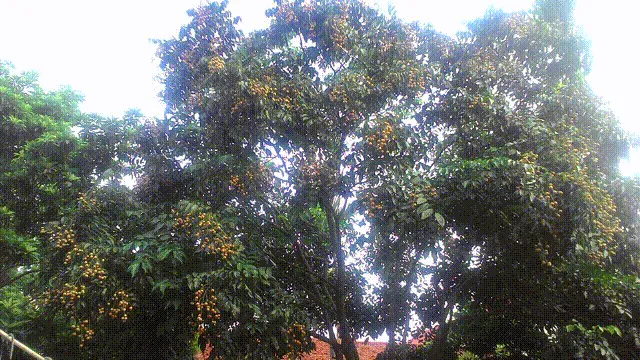 Cây quất trưởng thành cho bóng mát và quả thanh mát vào mùa hè