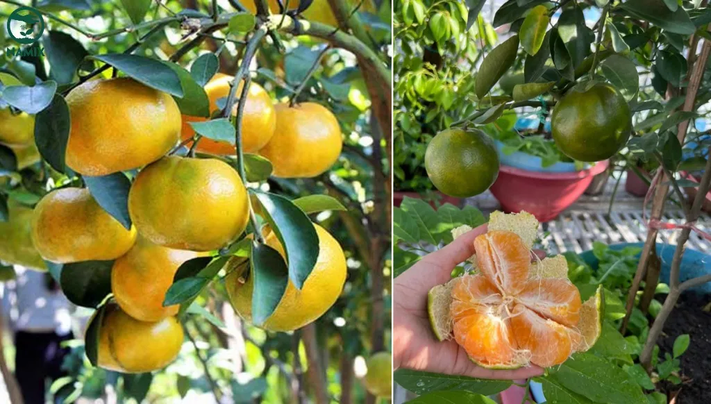 Cây quýt đường