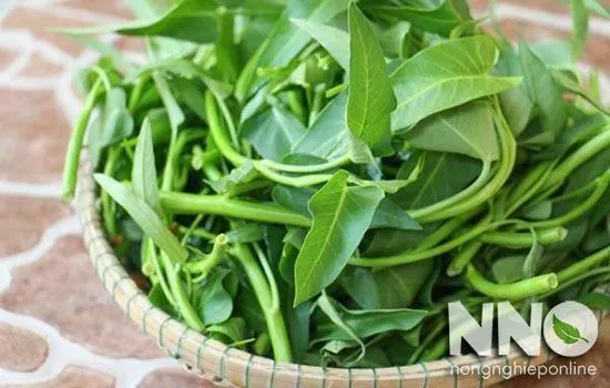 Cây rau muống nước (rau muống tía) sau khi thu hoạch