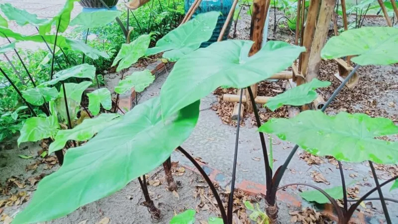 Cây ráy được trồng lấy củ