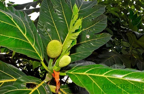 Cây Sa Kê - Đặc điểm, công dụng, cách trồng và chăm sóc 7