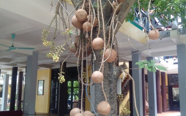 Có Nên Trồng Cây Sala Trước Nhà: Phân Tích Đặc Điểm Và Phong Thủy Chuyên Sâu