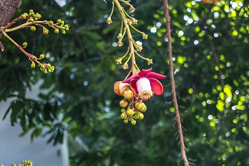 cây sala có nên trồng ở nhà không: Cây sala trưởng thành ra hoa rực rỡ, biểu tượng của sự trường thọ và thanh tịnh